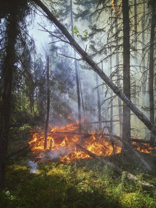 How Is AI Assisting in the Early Detection of Forest Fires?