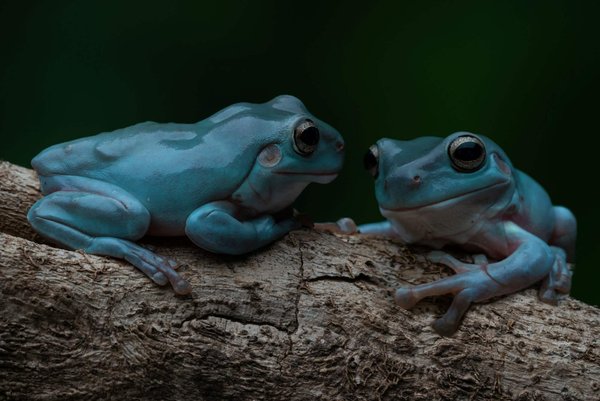 What's the Effectiveness of Contrast Water Therapy in Reducing DOMS for Track Athletes?